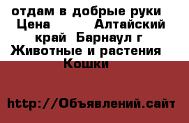 отдам в добрые руки › Цена ­ 100 - Алтайский край, Барнаул г. Животные и растения » Кошки   